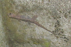 Gehyra mutilata