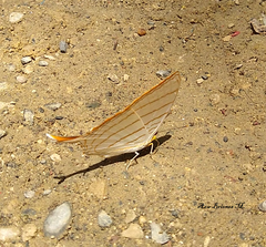 Marpesia harmonia
