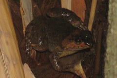 Occidozyga laevis
