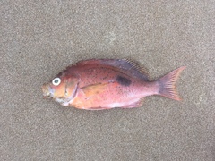 Caesioperca lepidoptera