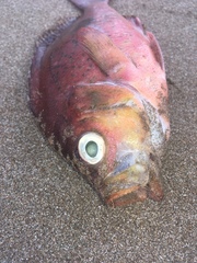 Caesioperca lepidoptera