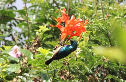 Variable Sunbird
