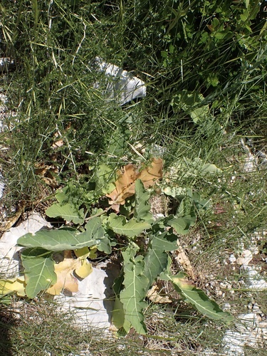 Brassica montana (Brassica montana)