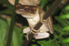 Polypedates leucomystax