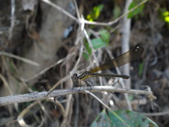 Heliocypha bisignata