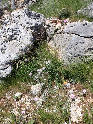 Brassica montana (Brassica montana)