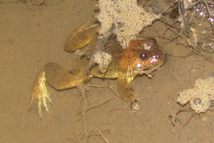Occidozyga laevis