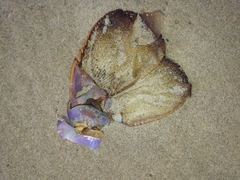 Sagmariasus verreauxi