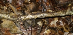 Dacrymyces minor