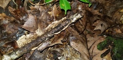 Dacrymyces minor