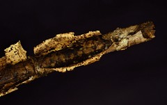 Dacrymyces minor