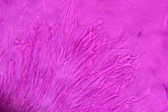 Dacrymyces minor