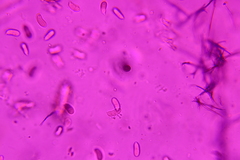 Dacrymyces minor