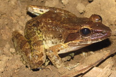 Limnonectes woodworthi