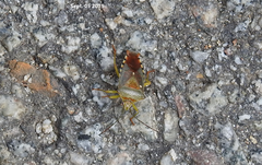 Acanthosoma denticaudum