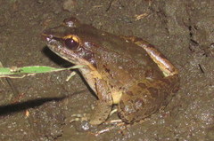Limnonectes woodworthi
