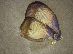 Sagmariasus verreauxi