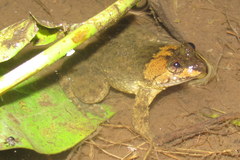 Occidozyga laevis