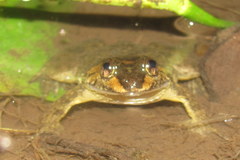 Occidozyga laevis