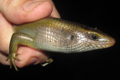 Eutropis multifasciata
