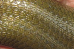 Eutropis multifasciata