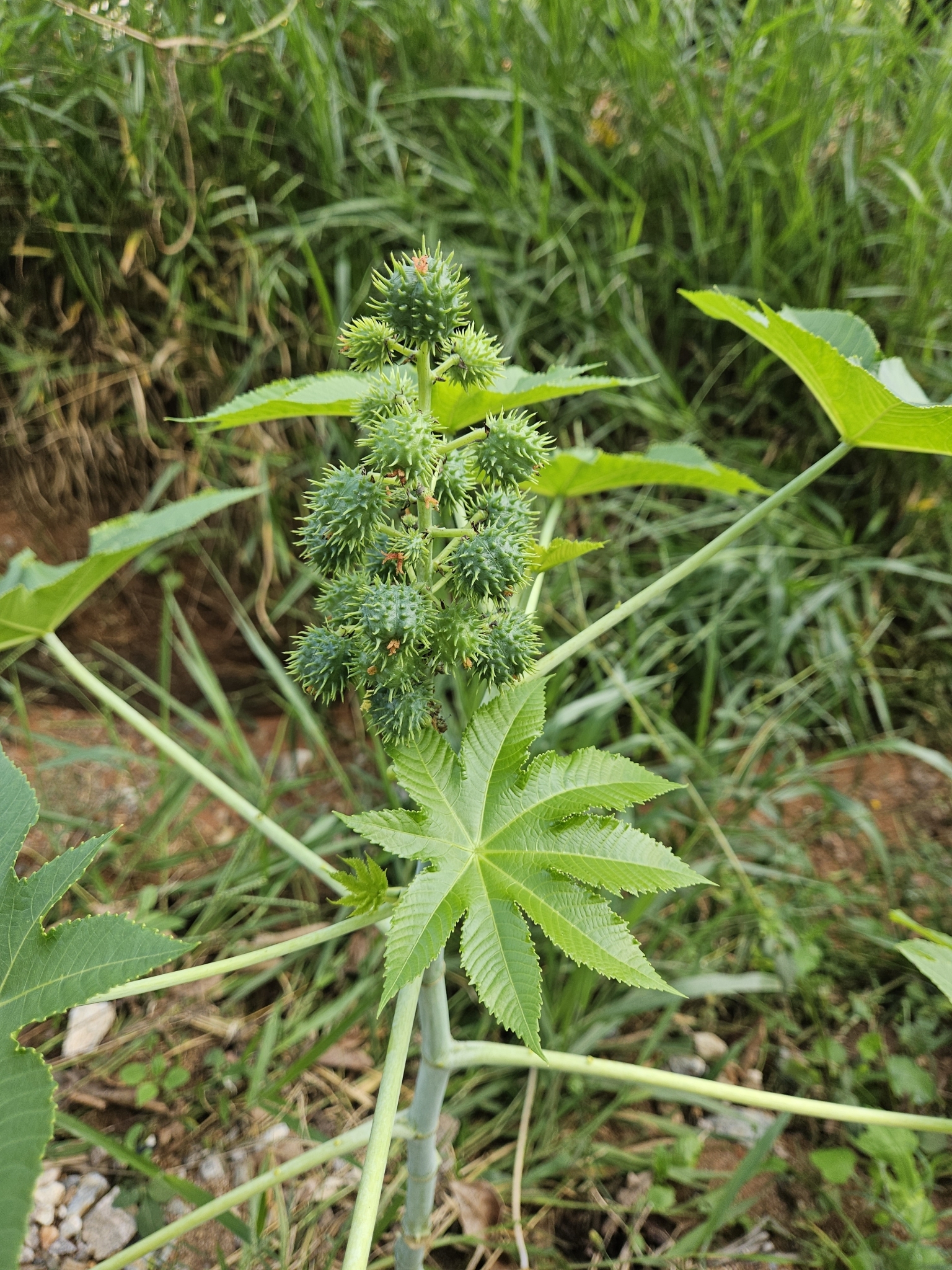 Ricinus communis