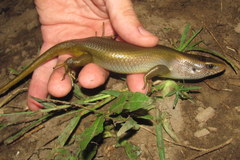 Eutropis multifasciata