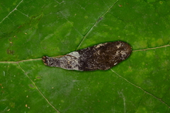 Flagelloscypha