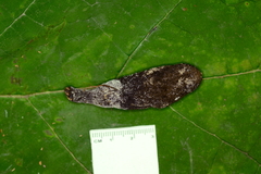 Flagelloscypha