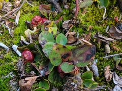 Gaultheria humifusa
