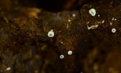 Flagelloscypha minutissima