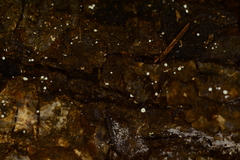 Flagelloscypha minutissima