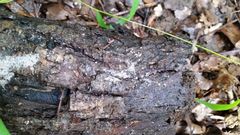 Flagelloscypha minutissima