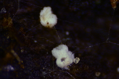 Flagelloscypha minutissima