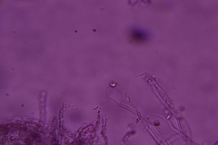 Flagelloscypha minutissima