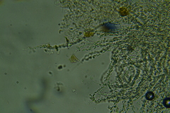 Flagelloscypha minutissima