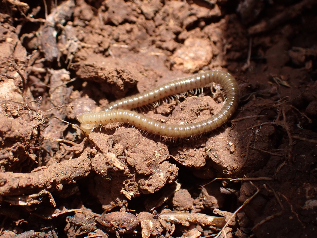 Trichoblaniulus hirsutus