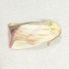 Thurberiphaga diffusa