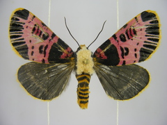 Capillamentum nigrofasciatum