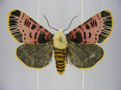 Capillamentum nigrofasciatum