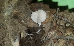 Entoloma albogriseum