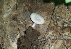 Entoloma albogriseum
