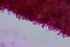 Entoloma albogriseum