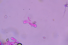 Entoloma albogriseum
