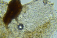 Entoloma albogriseum