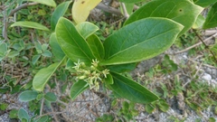 Parsonsia alboflavescens