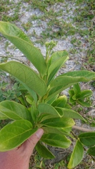 Parsonsia alboflavescens