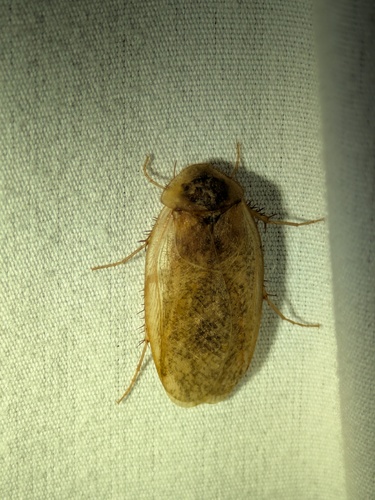 Boll’s Sandroach photo 4