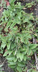 Angelica hendersonii