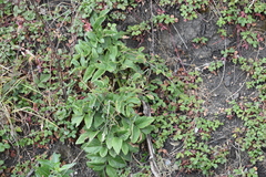 Angelica hendersonii